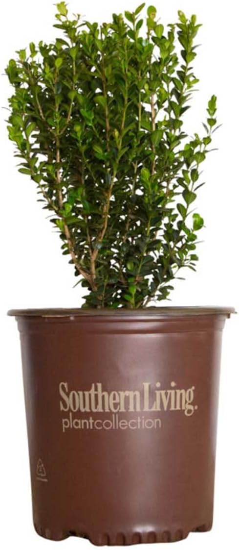 2.5 Quart Evergreen Shrub R6645