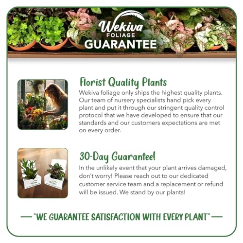 Rose Bush Live Starter Plant in 2 Inch Pot K457053