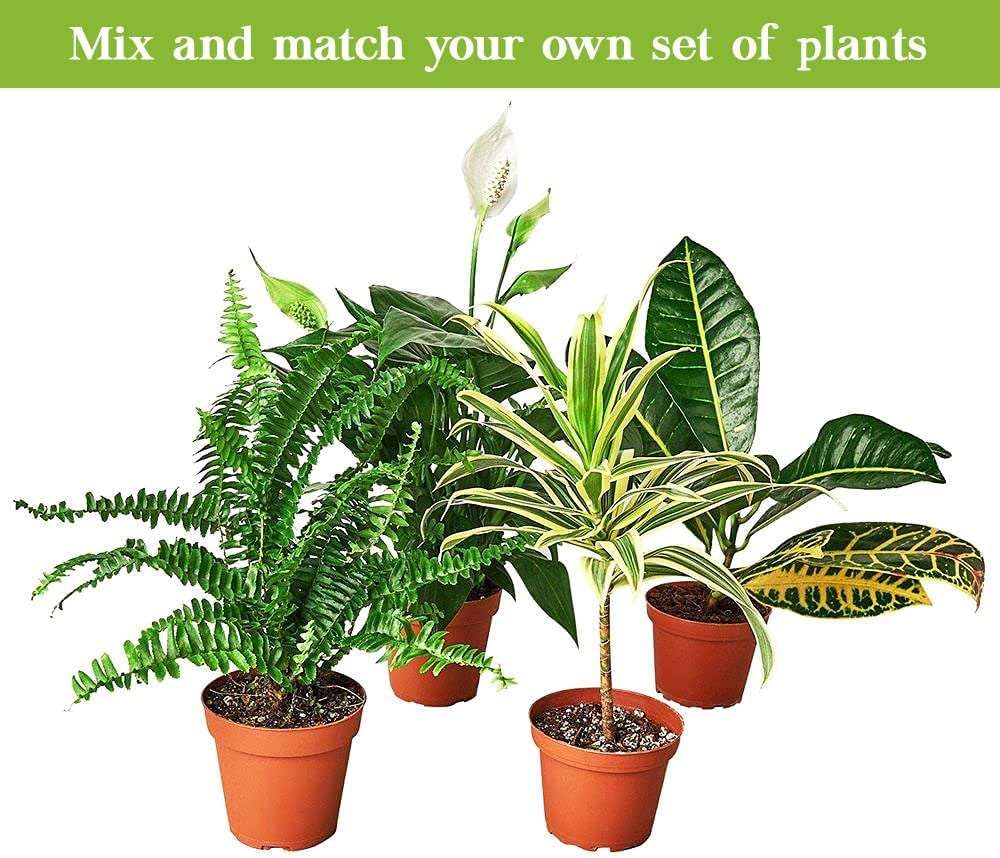 Pilea Peperomioides Live Plant in 4'' & 6'' Pot C305024