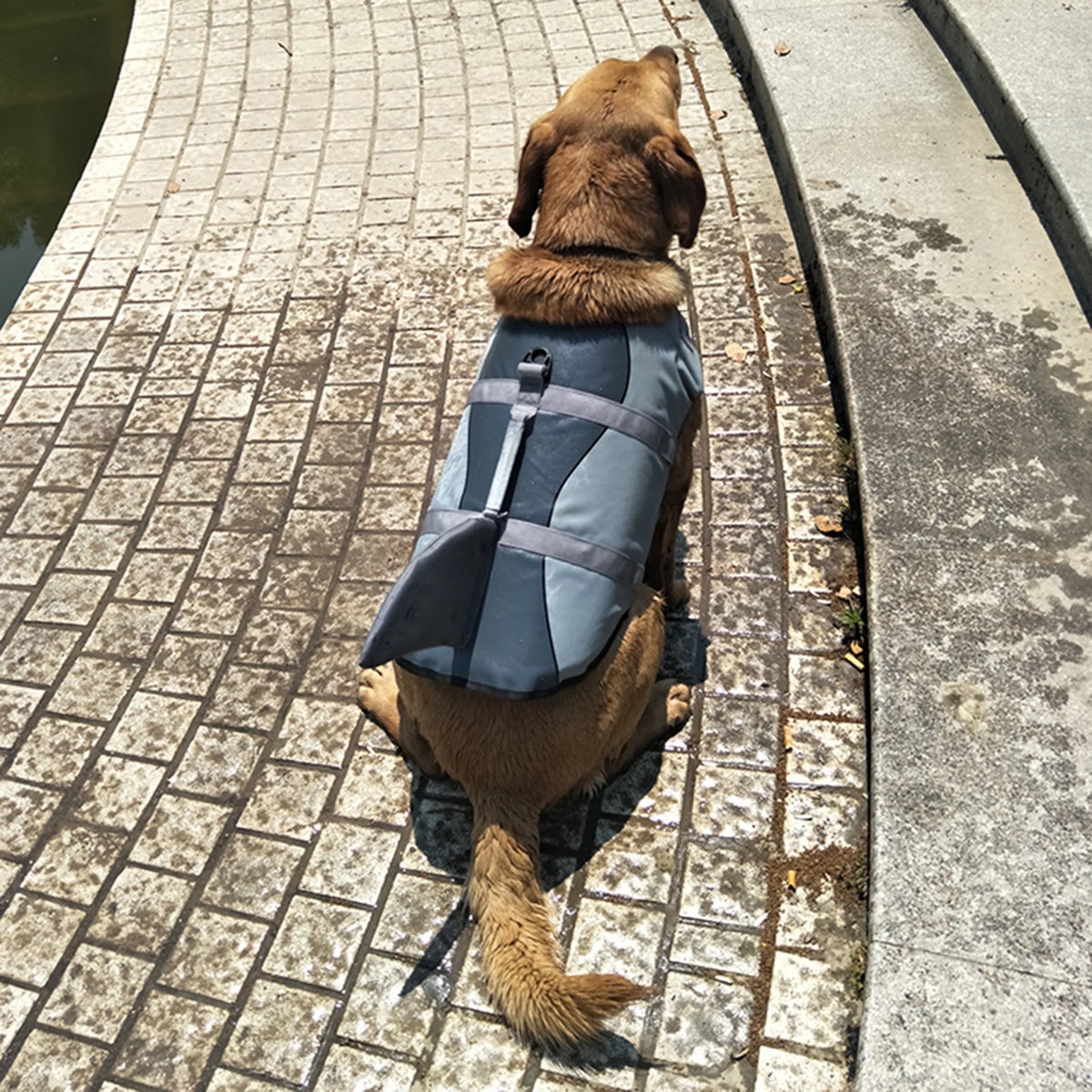 Dog Pet Shark Swimsuit Vest Safety Wear Swimsuit Preserver P23184