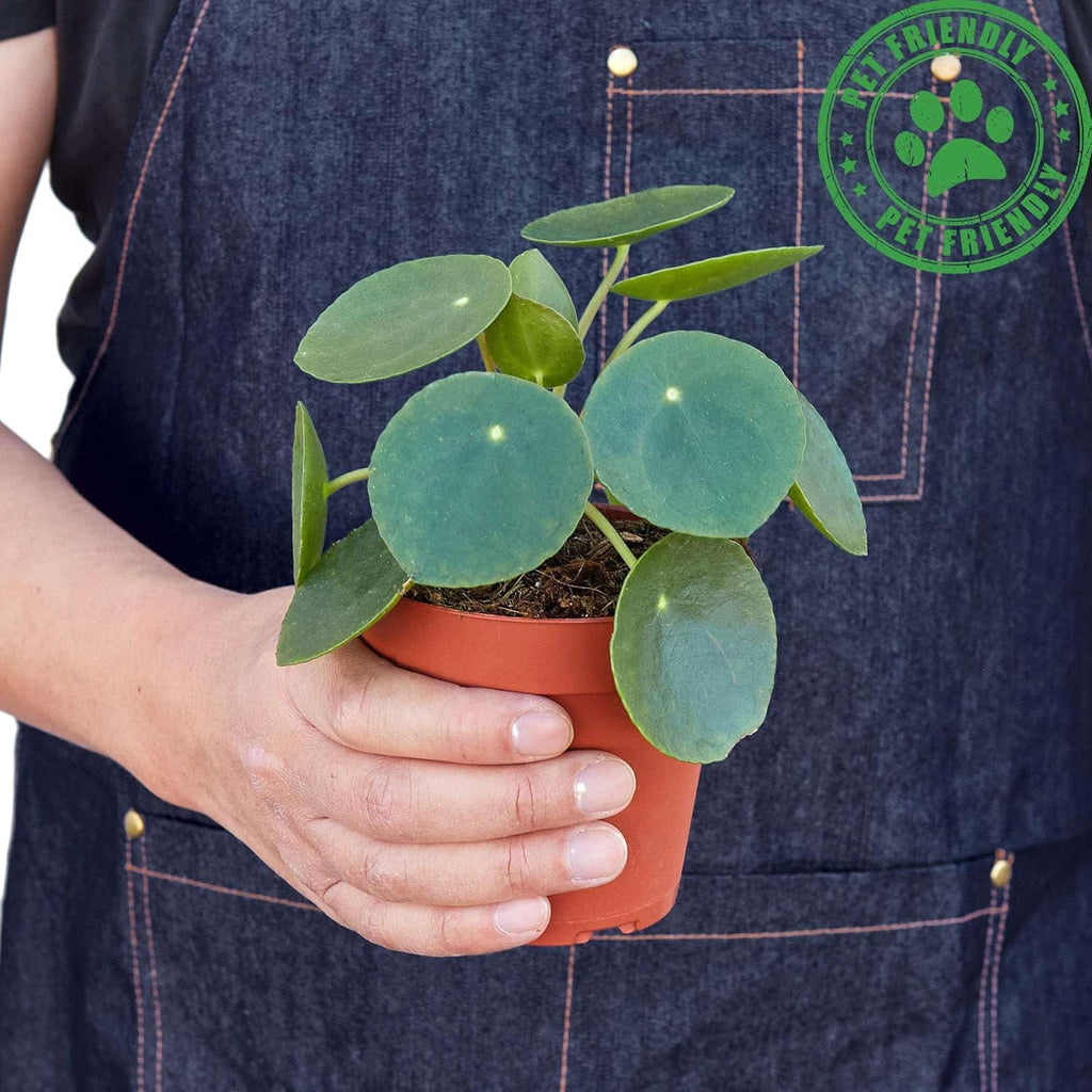 Pilea Peperomioides Live Plant in 4'' & 6'' Pot C305024