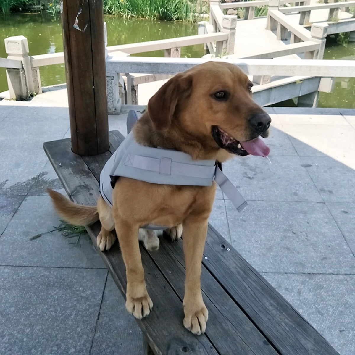 Dog Pet Shark Swimsuit Vest Safety Wear Swimsuit Preserver P23184