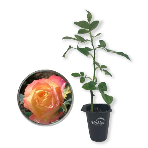 Rose Bush Live Starter Plant in 2 Inch Pot K457053