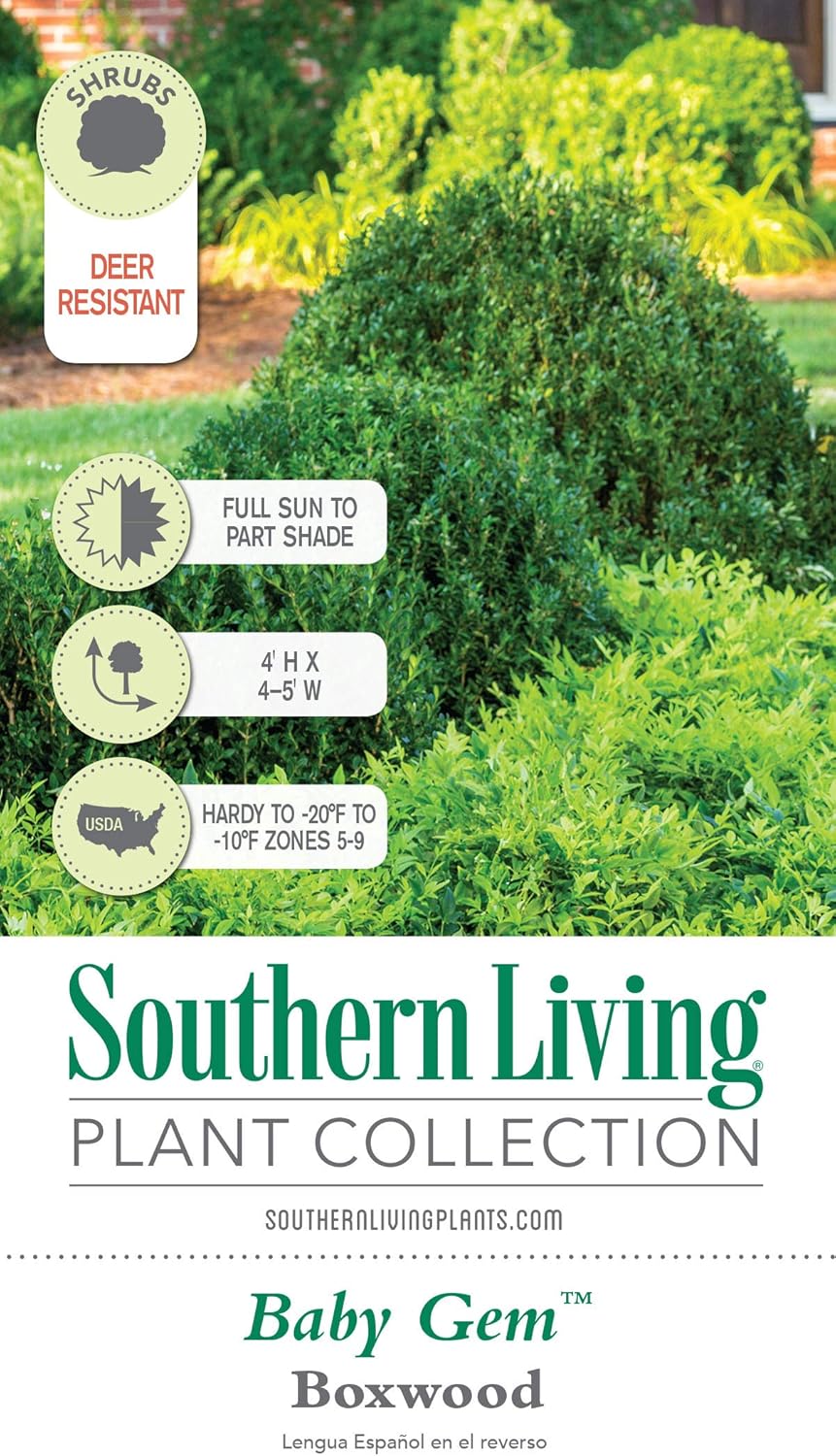 2.5 Quart Evergreen Shrub R6645