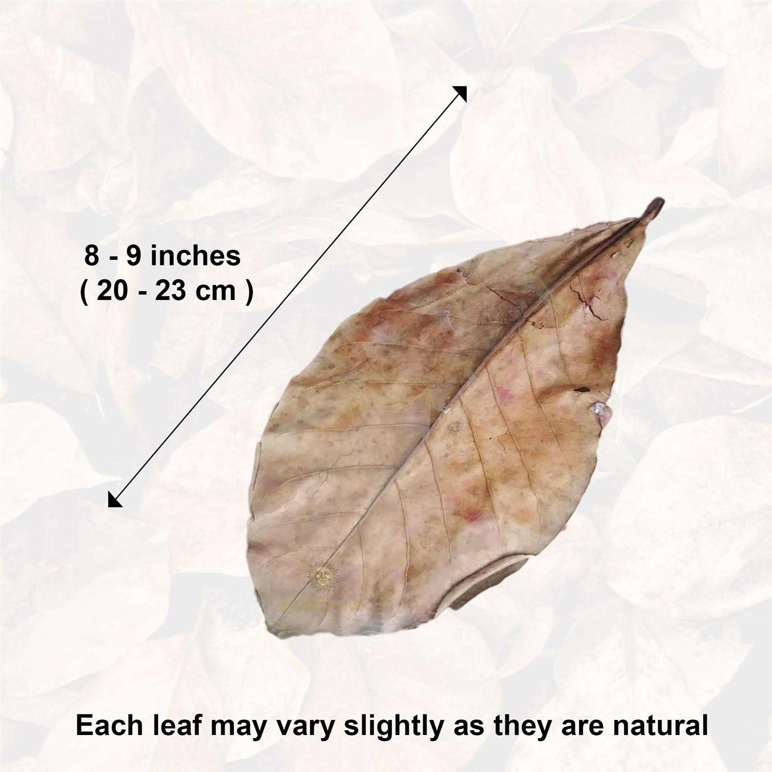 Indian Almond Leaves Water Conditioner for Freshwater Aquarium Q9600
