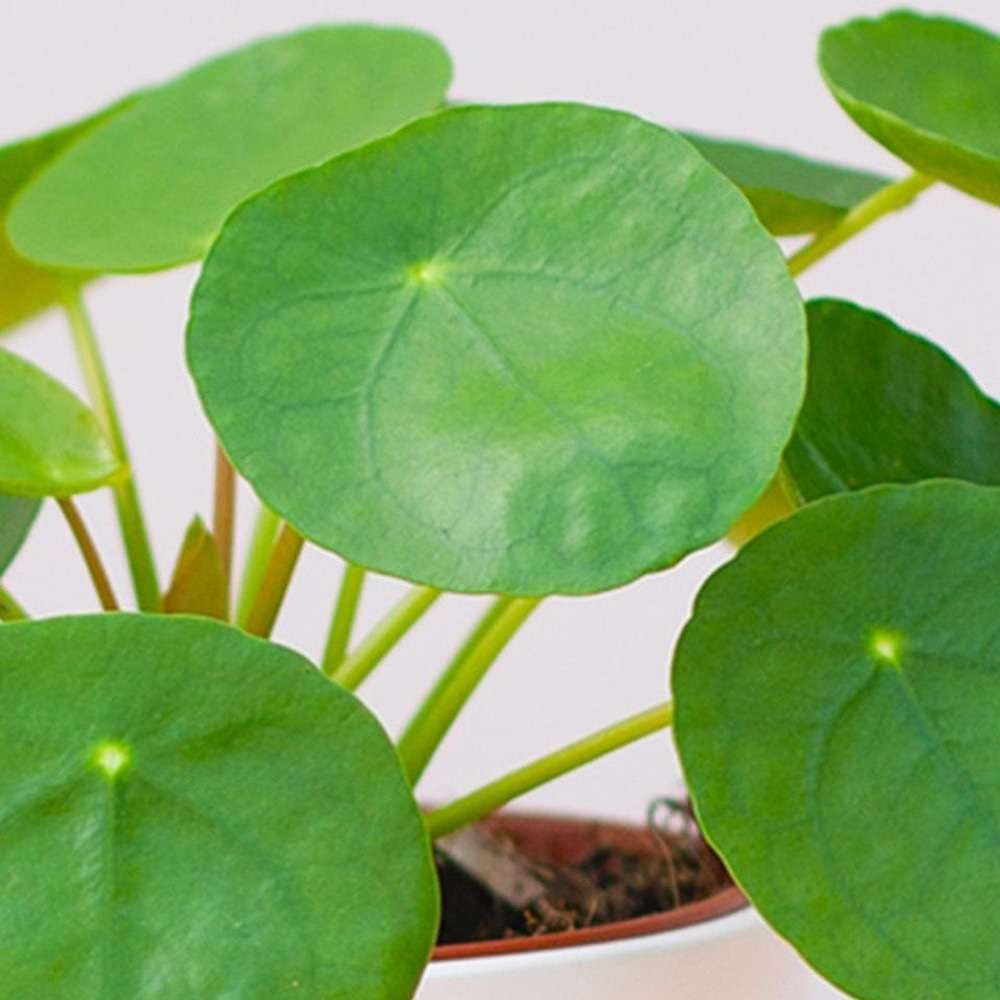 Pilea Peperomioides Live Plant in 4'' & 6'' Pot C305024