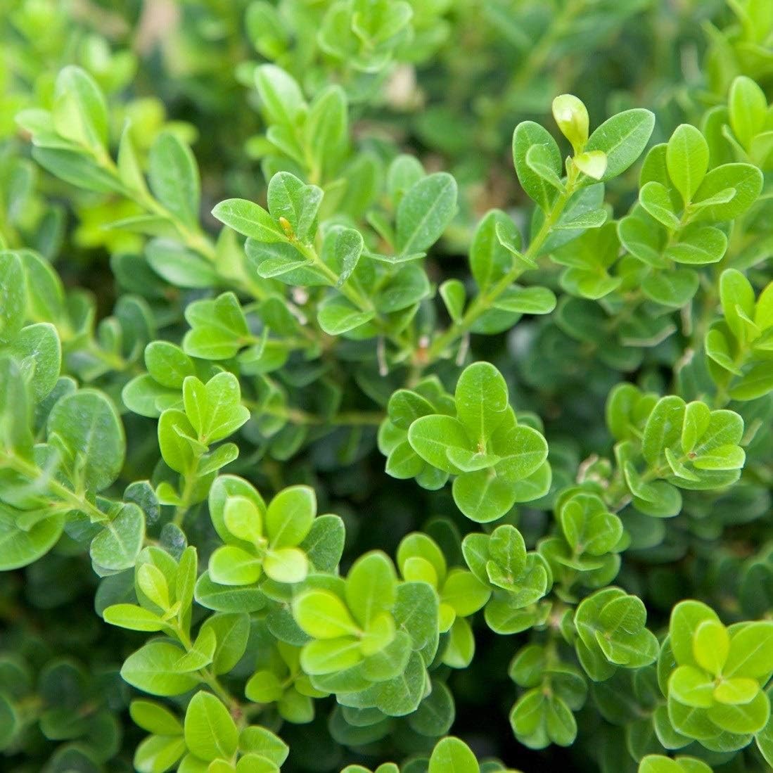 2.5 Quart Evergreen Shrub R6645
