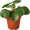 Pilea Peperomioides Live Plant in 4'' & 6'' Pot C305024