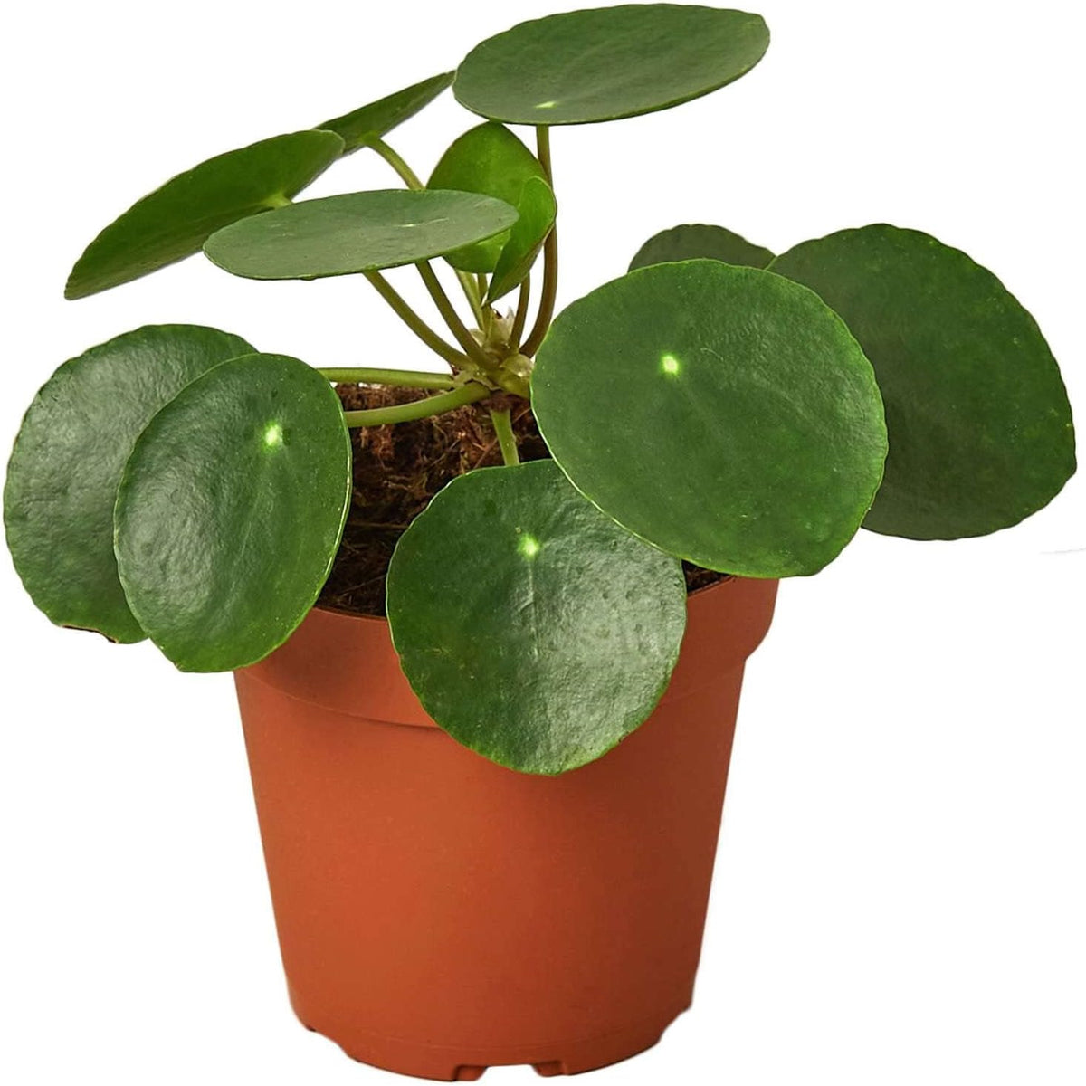 Pilea Peperomioides Live Plant in 4'' & 6'' Pot C305024