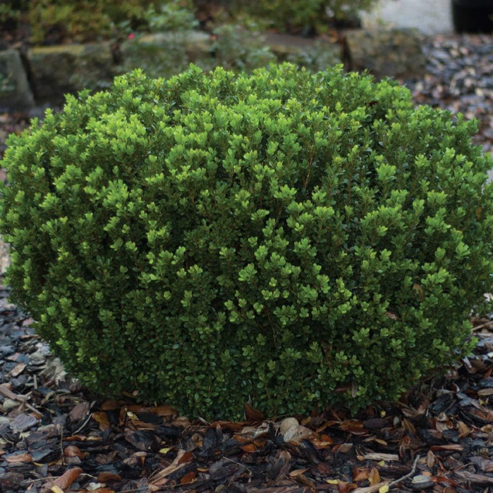 2.5 Quart Evergreen Shrub R6645