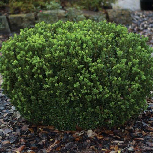 2.5 Quart Evergreen Shrub R6645