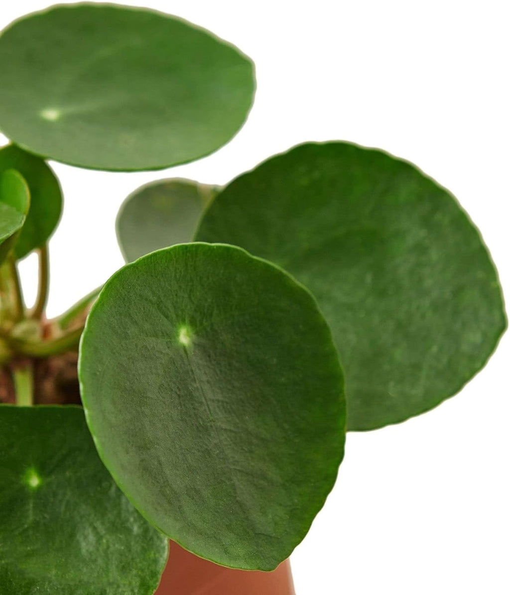 Pilea Peperomioides Live Plant in 4'' & 6'' Pot C305024