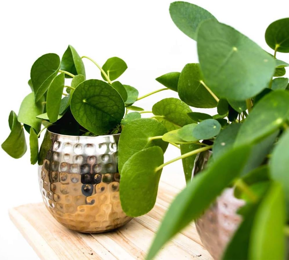 Pilea Peperomioides Live Plant in 4'' & 6'' Pot C305024