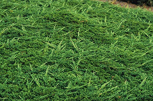 10 Live Plants Evergreen Ground Cover F53408